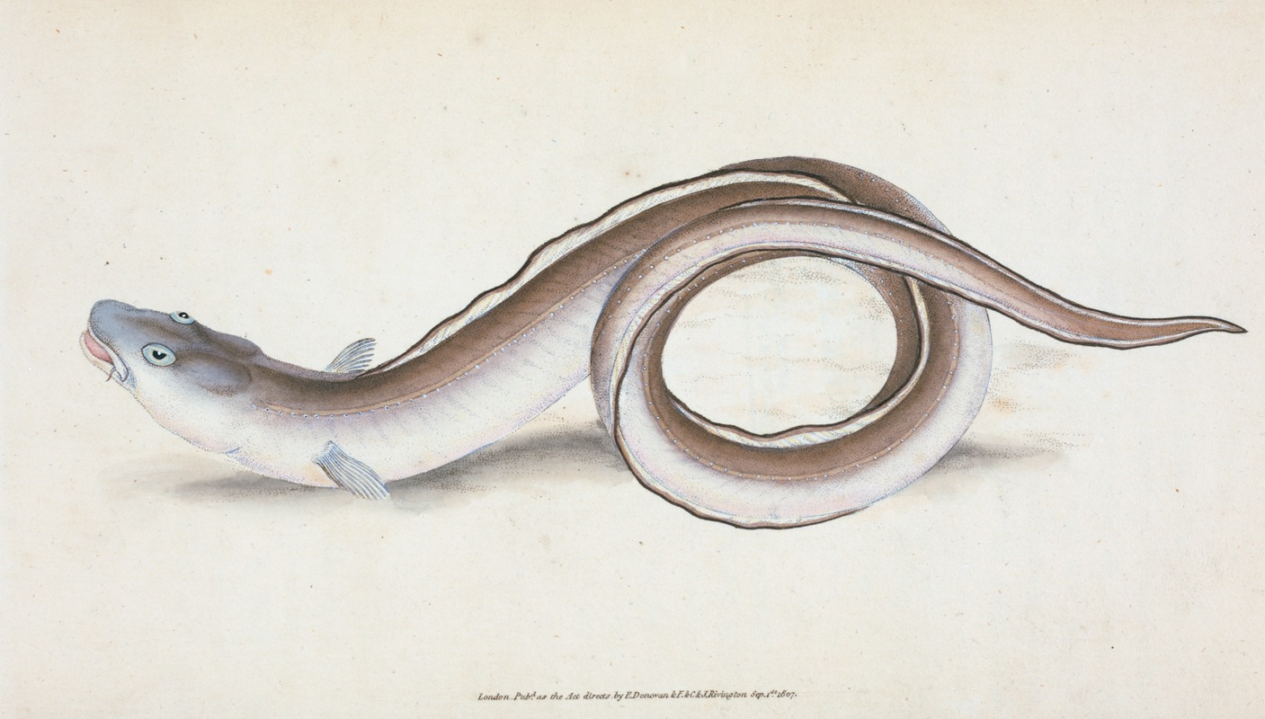 Edward Donovan - Conger Eel, Muræna Conger