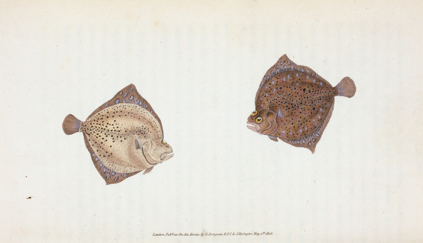 Edward Donovan - Cyclops Flounder, Pleuronectes Cyclops