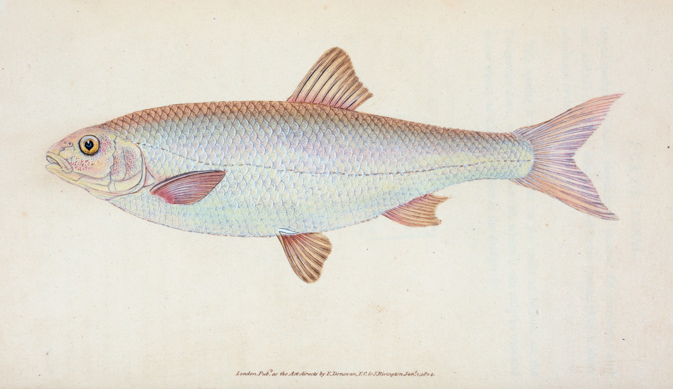 Edward Donovan - Dace, Cyprinus Leuciscus