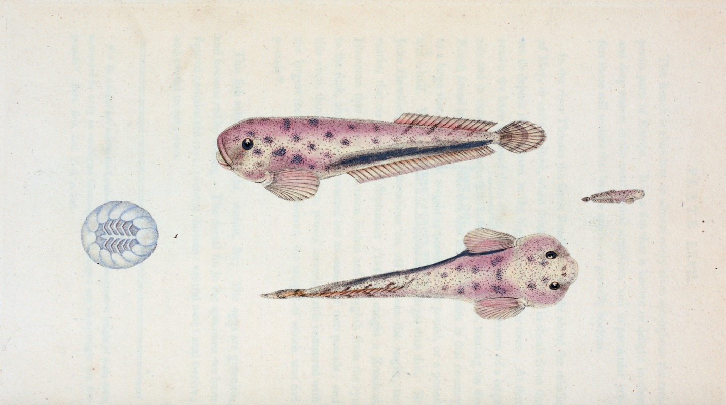 Edward Donovan - Diminutive Sucker, Cyclopterus Montagui