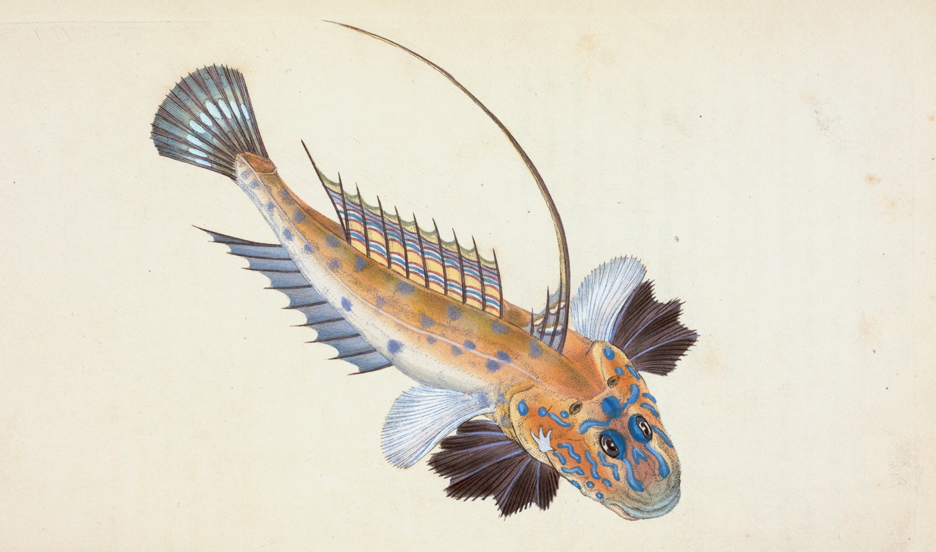 Edward Donovan - Dragonet, gemmous, Gallioyumus Lyra