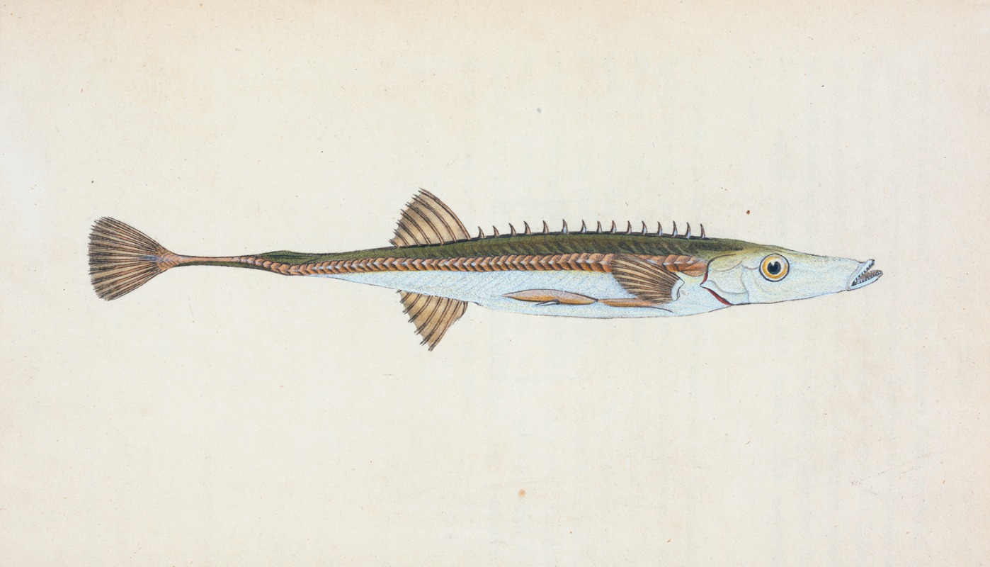 Edward Donovan - Fifteen-spined Stickleback, Gasterosteus spinachia
