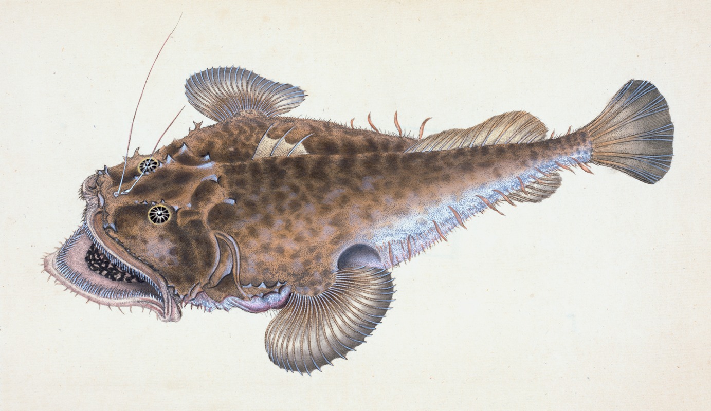 Edward Donovan - Fishing Frog, or Common Angler, Lophius Piscatorius