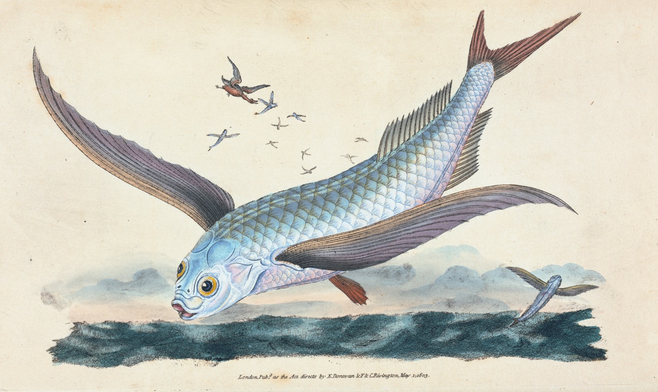Edward Donovan - Flying-fish, Exocoetus Volitans