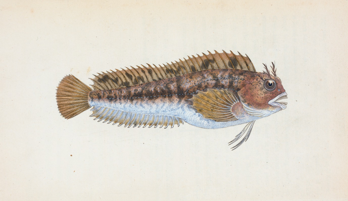 Edward Donovan - Gattorugine Blenny, Blennius Gattorugine