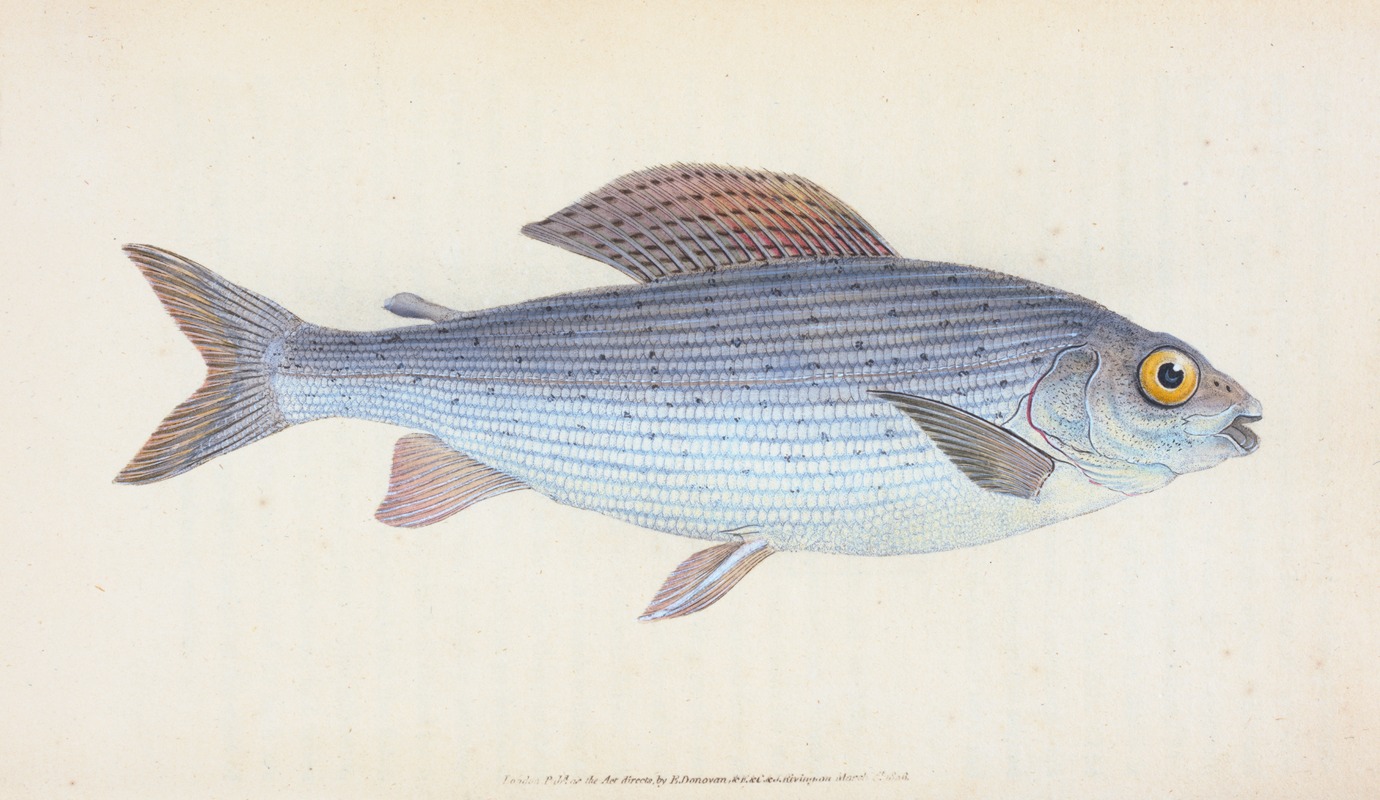 Edward Donovan - Grayling, Salmo Thymallus