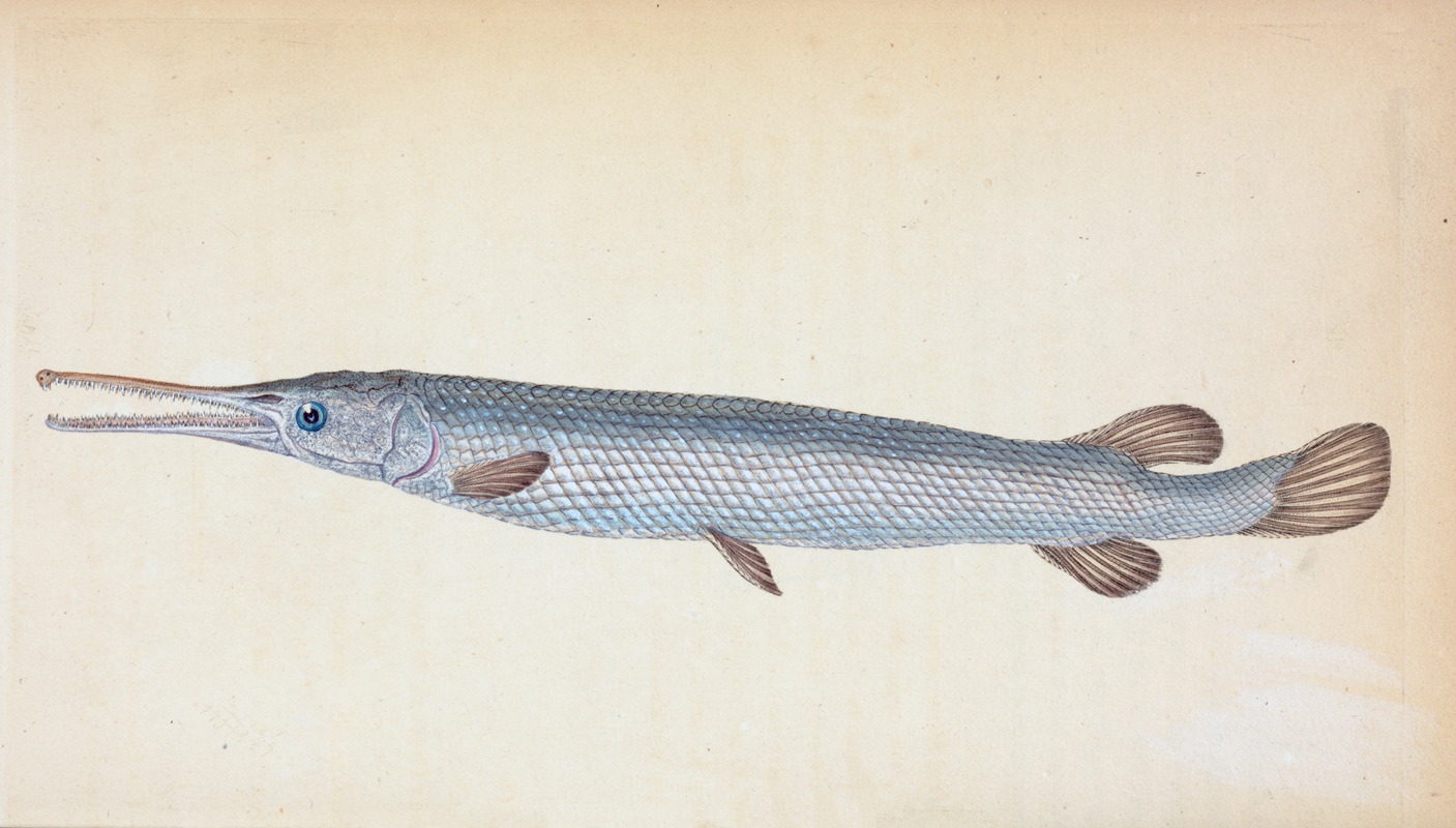 Edward Donovan - Great, or Bony Gar-fish, Esox Osseus