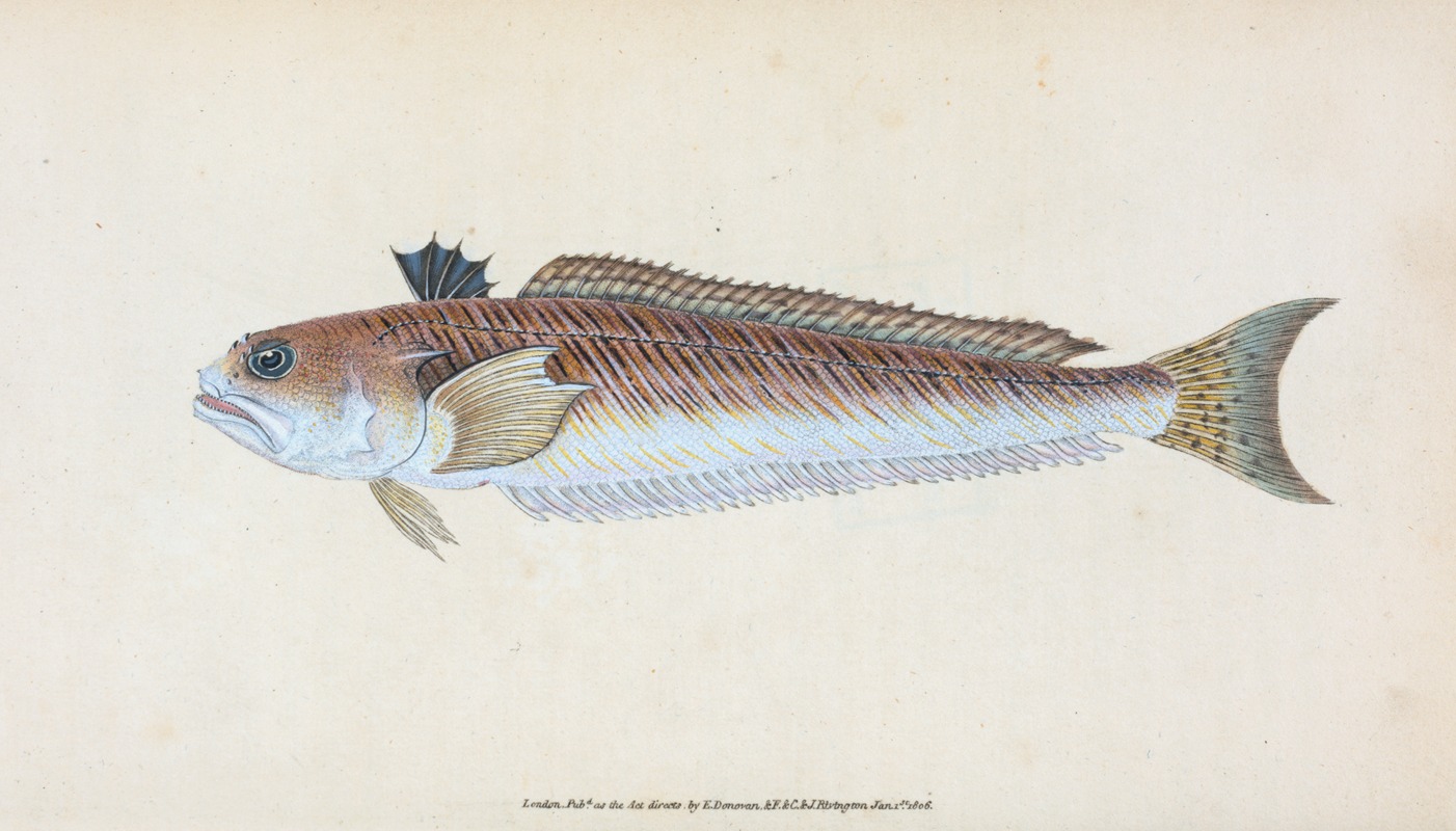 Edward Donovan - Greater Weever, or Sting-bull, Trachius Major