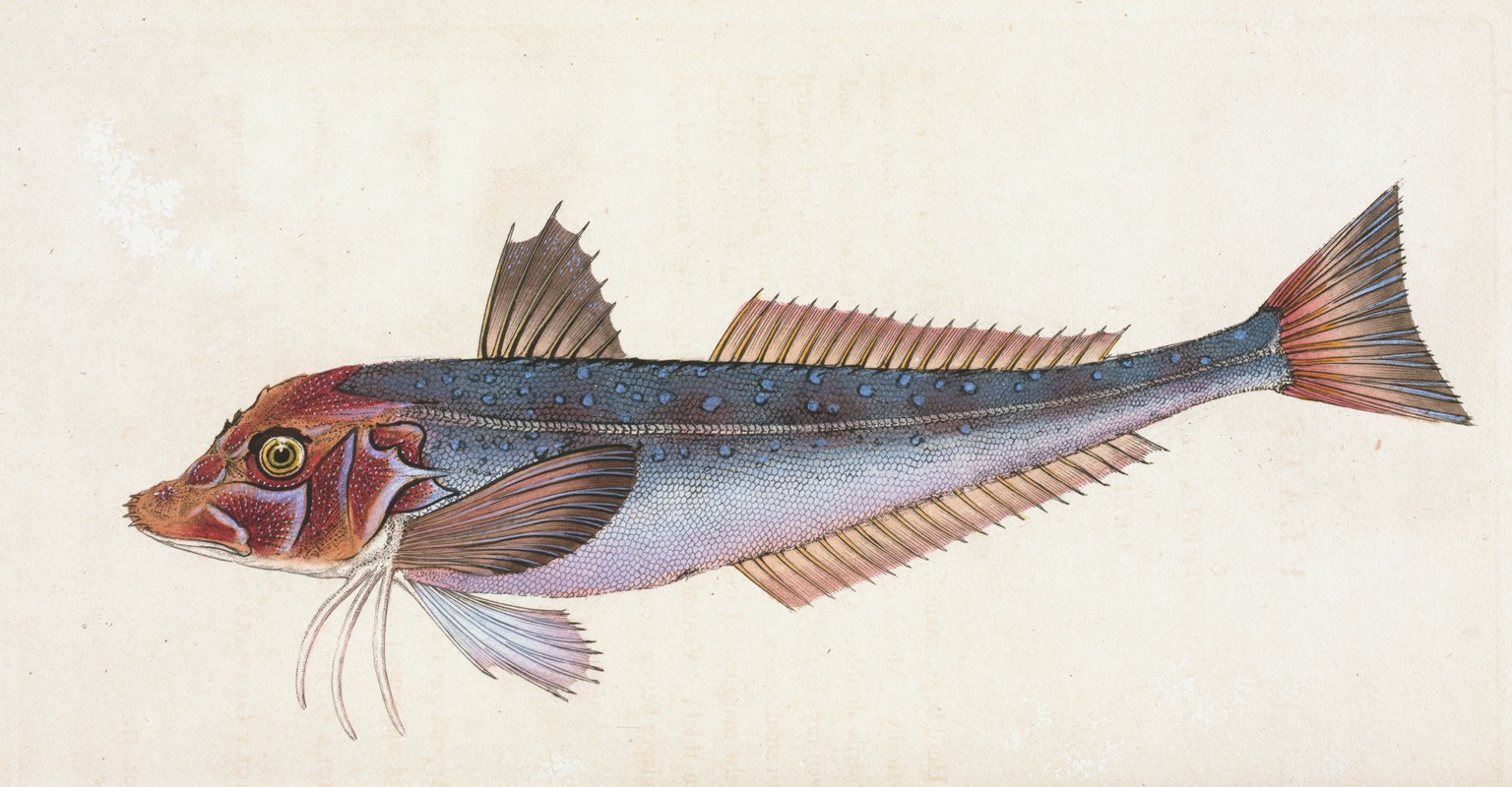 Edward Donovan - Grey Gurnard, Trigla Gurnardus