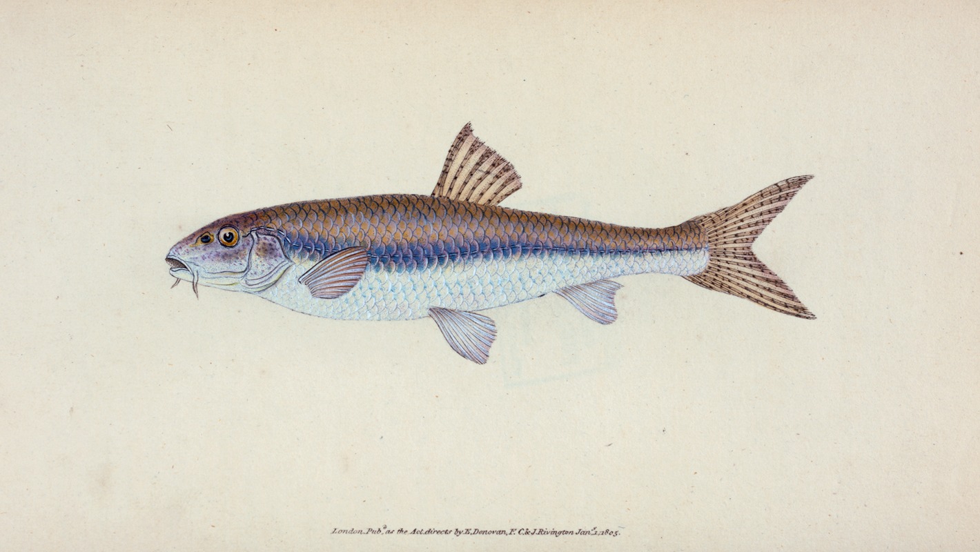 Edward Donovan - Gudgeon, Cyprinus Gobio