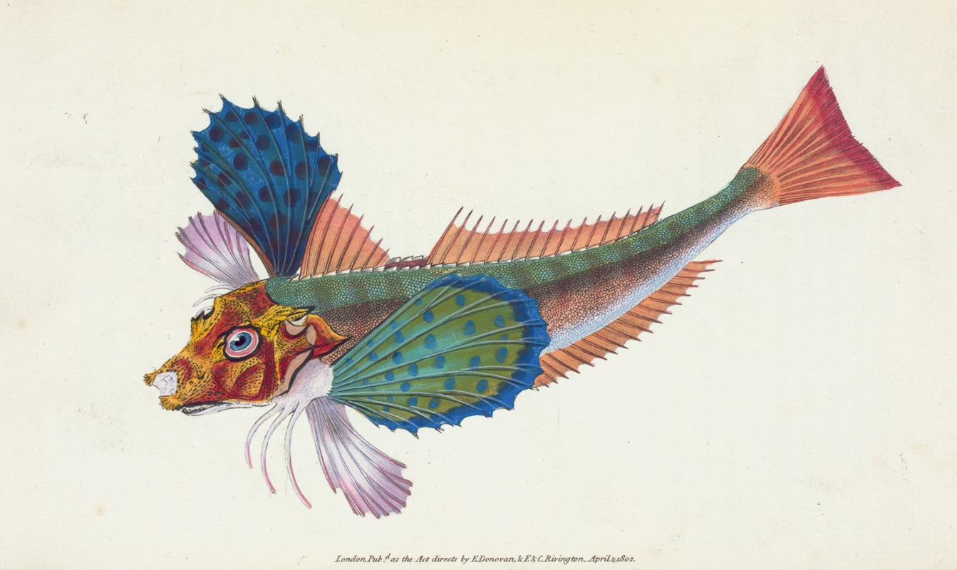 Edward Donovan - Gurnard, sapphirine, Trigla Hirundo