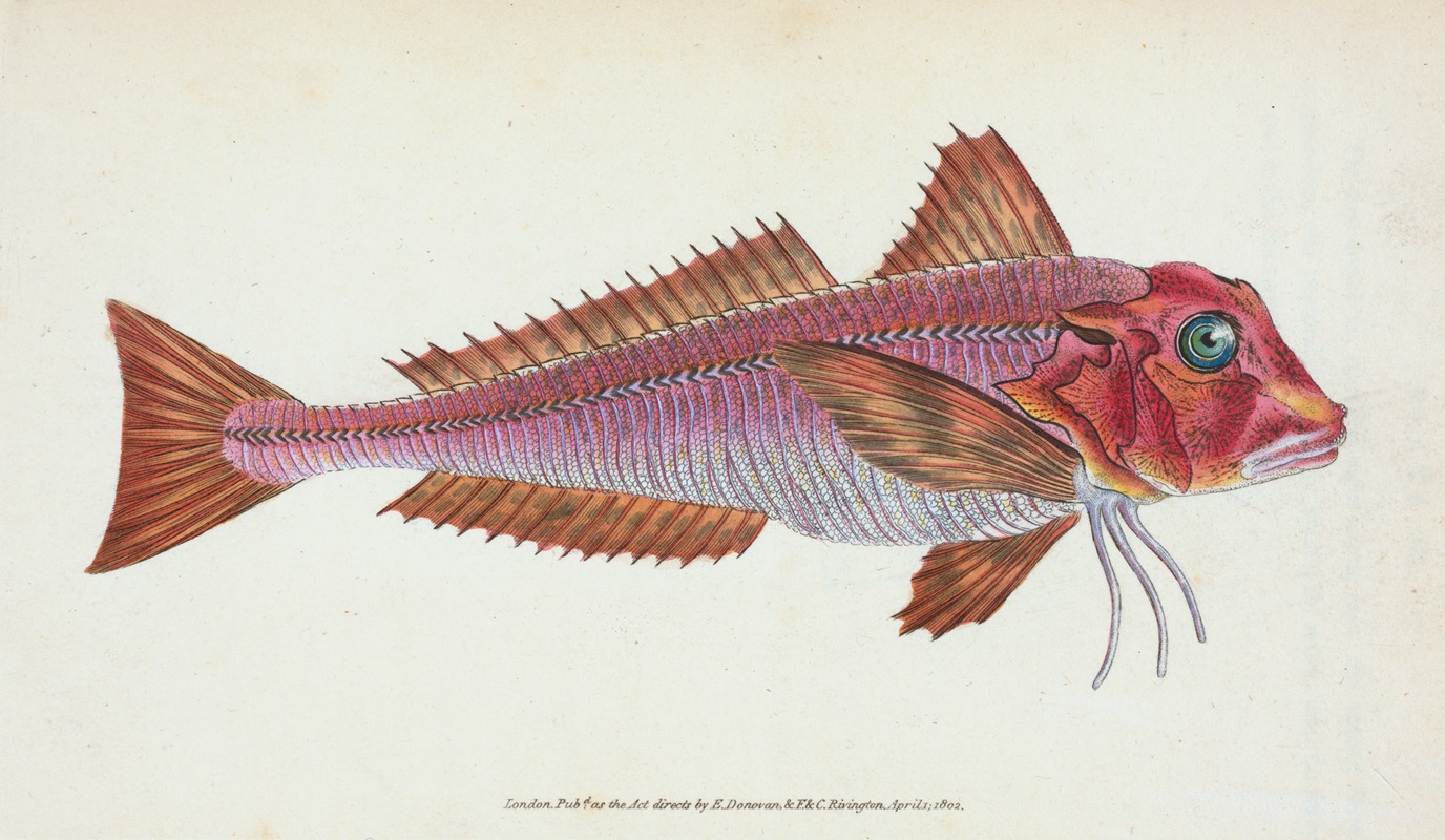 Edward Donovan - Gurnard, streaked, Tirgla Lineatus
