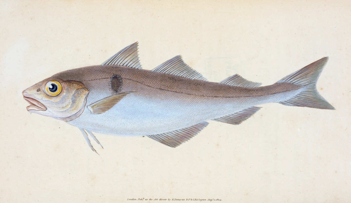 Edward Donovan - Haddock, Gadus Æglefinus