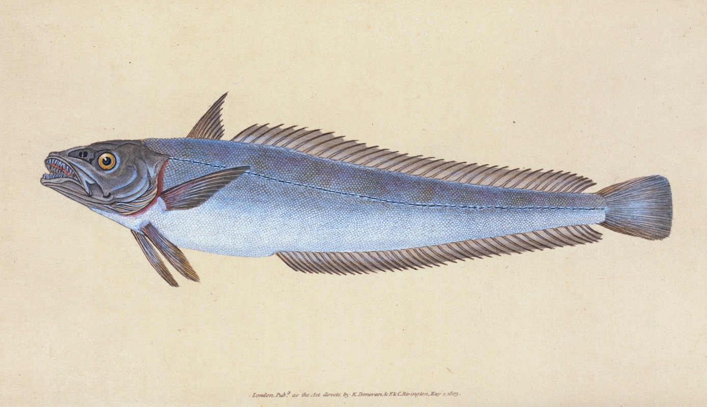 Edward Donovan - Hake, Gadus Merluccius