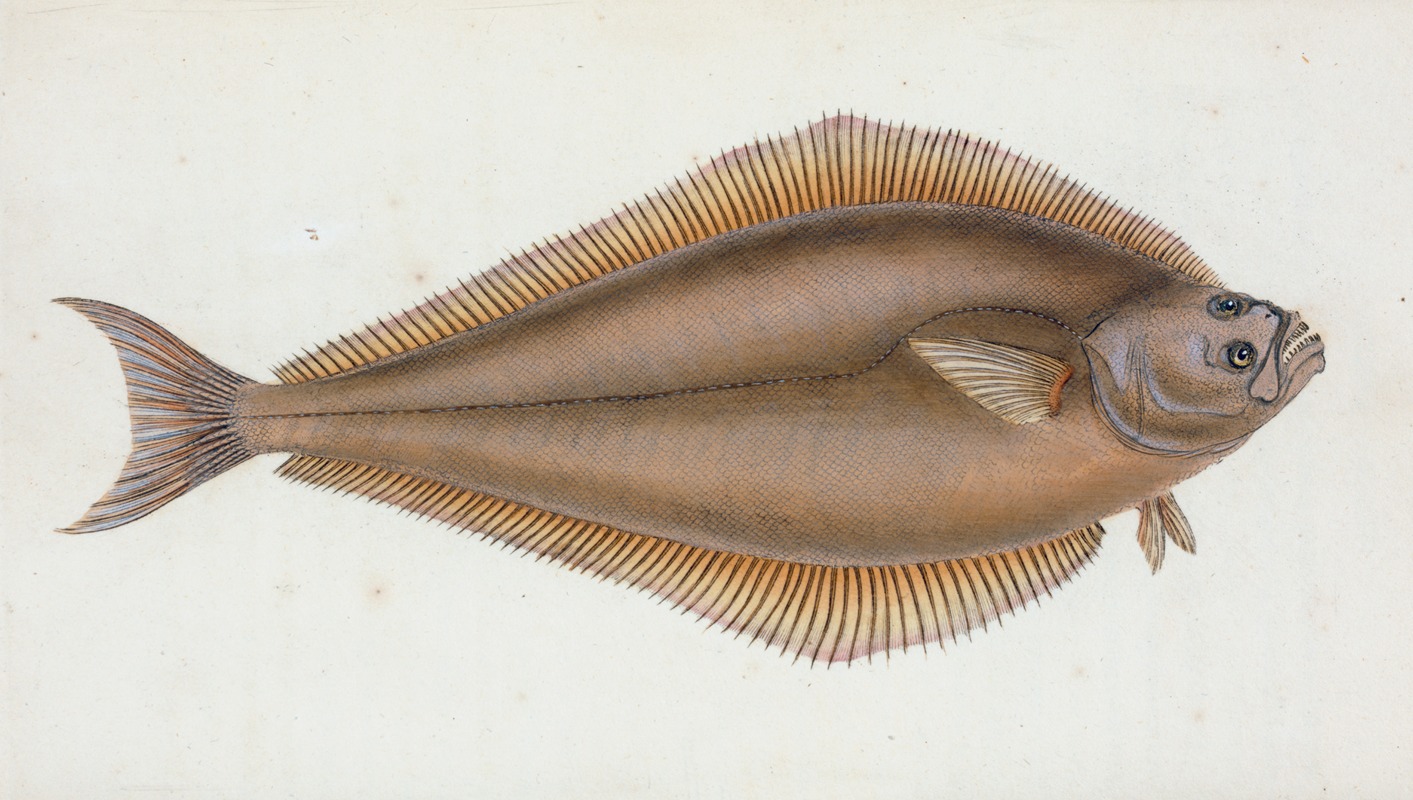 Edward Donovan - Holibut, Pleuronectes Hippoglossus