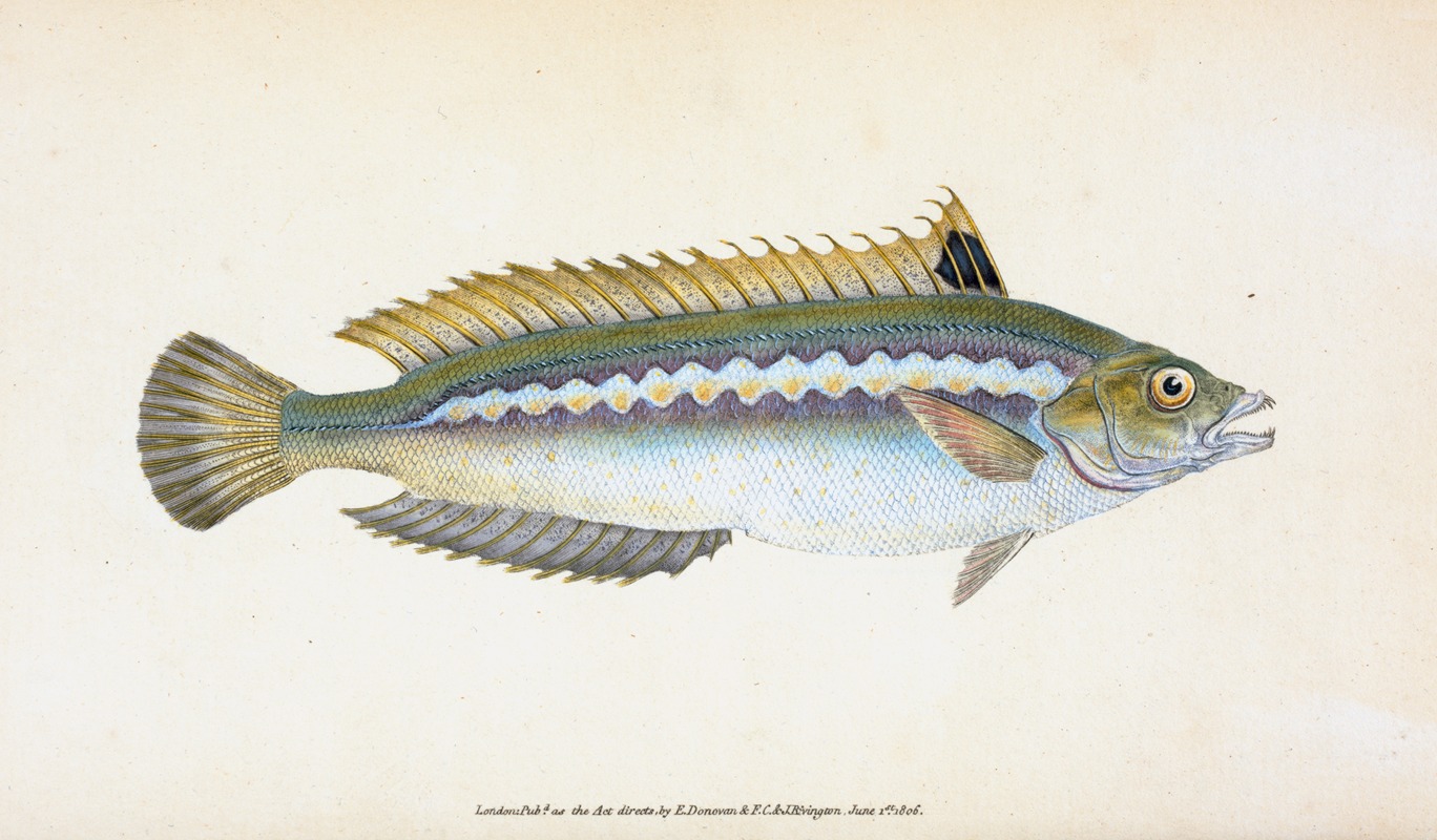 Edward Donovan - Indented-striped Wrasse, Labrus Julis
