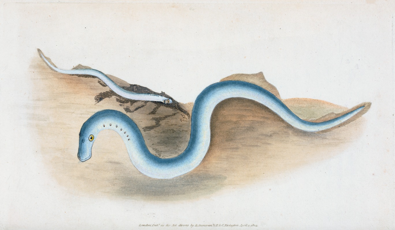 Edward Donovan - Lesser Lamprey, Petromyzon fluvialitis