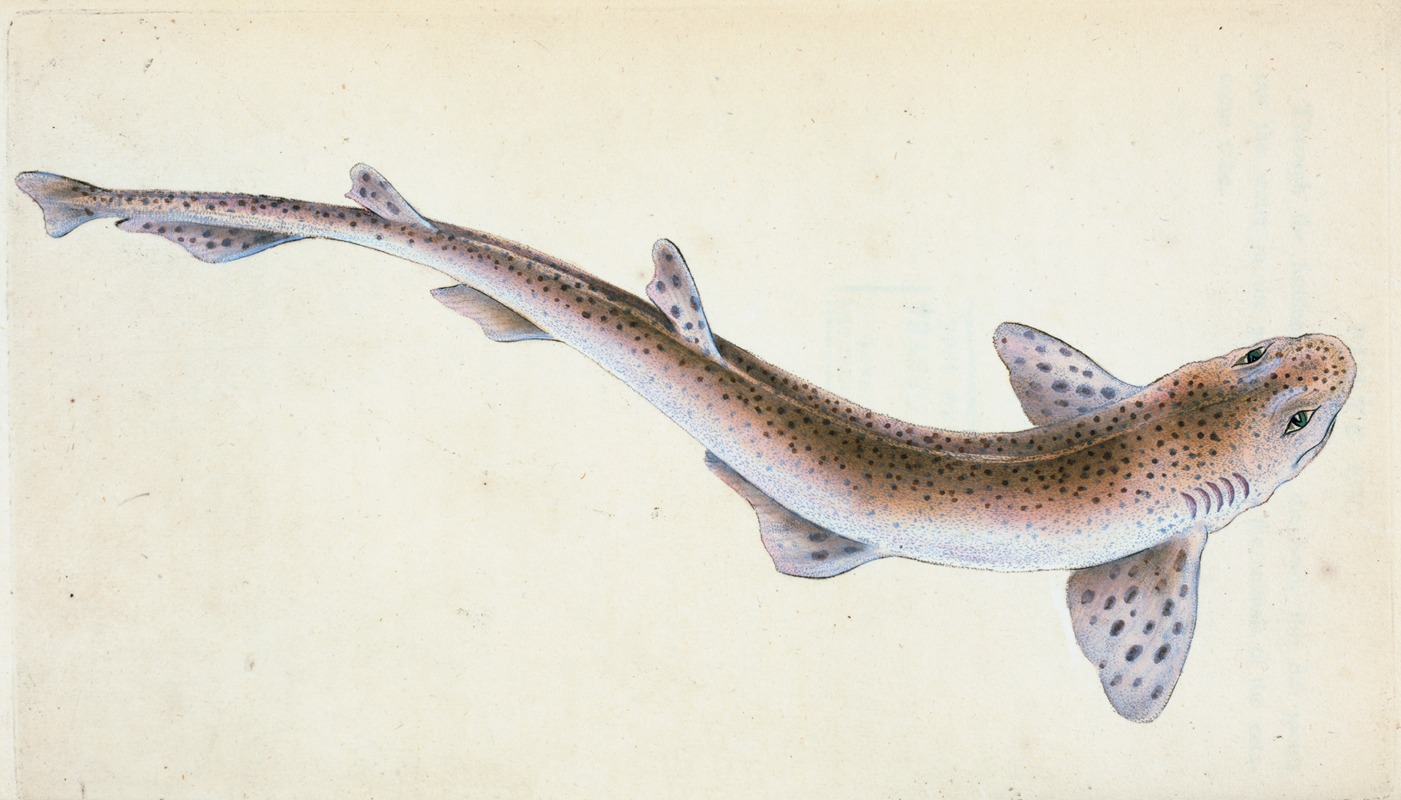 Edward Donovan - Lesser Spotted Dog-fish, Squalus Catulus