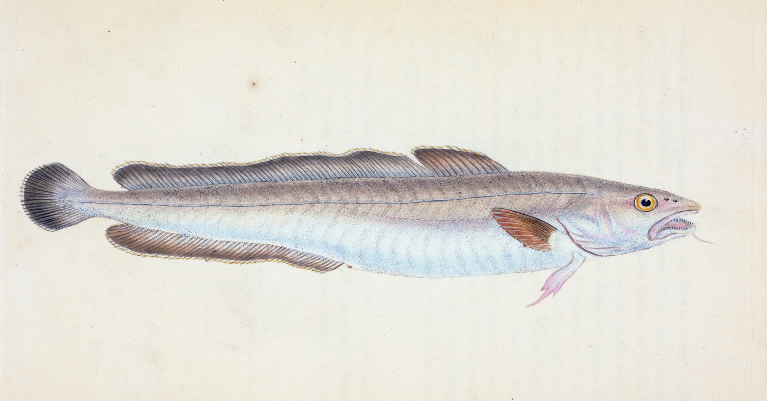 Edward Donovan - Ling, Gadus Molva