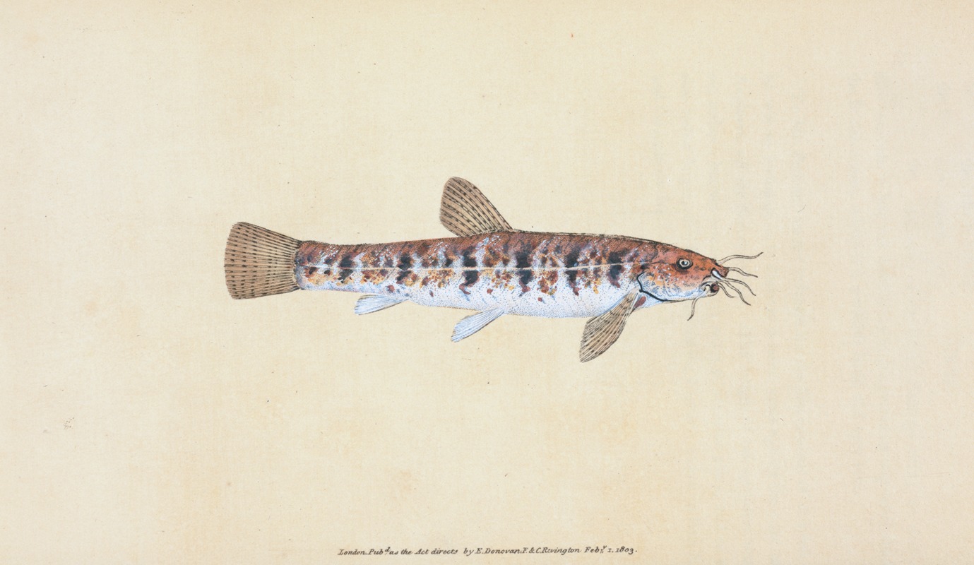 Edward Donovan - Loche, Cobitis Barbatula