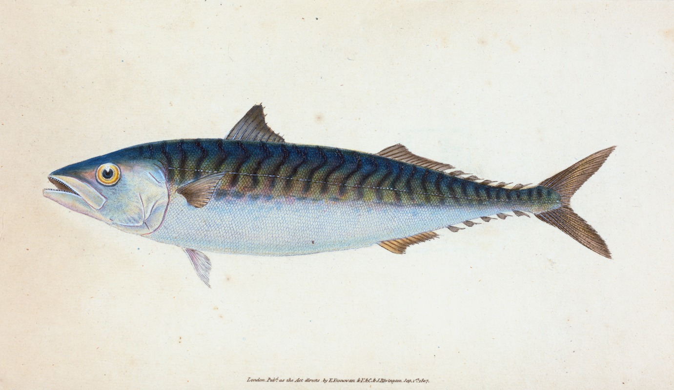 Edward Donovan - Mackarel, Scomber Scomber