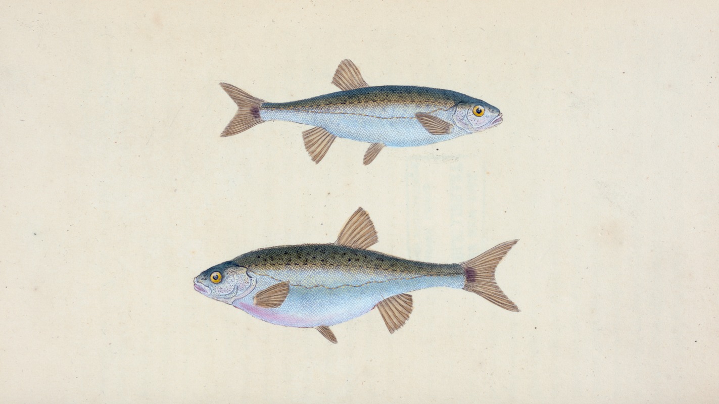 Edward Donovan - Minow, Cyprinus phoxinus