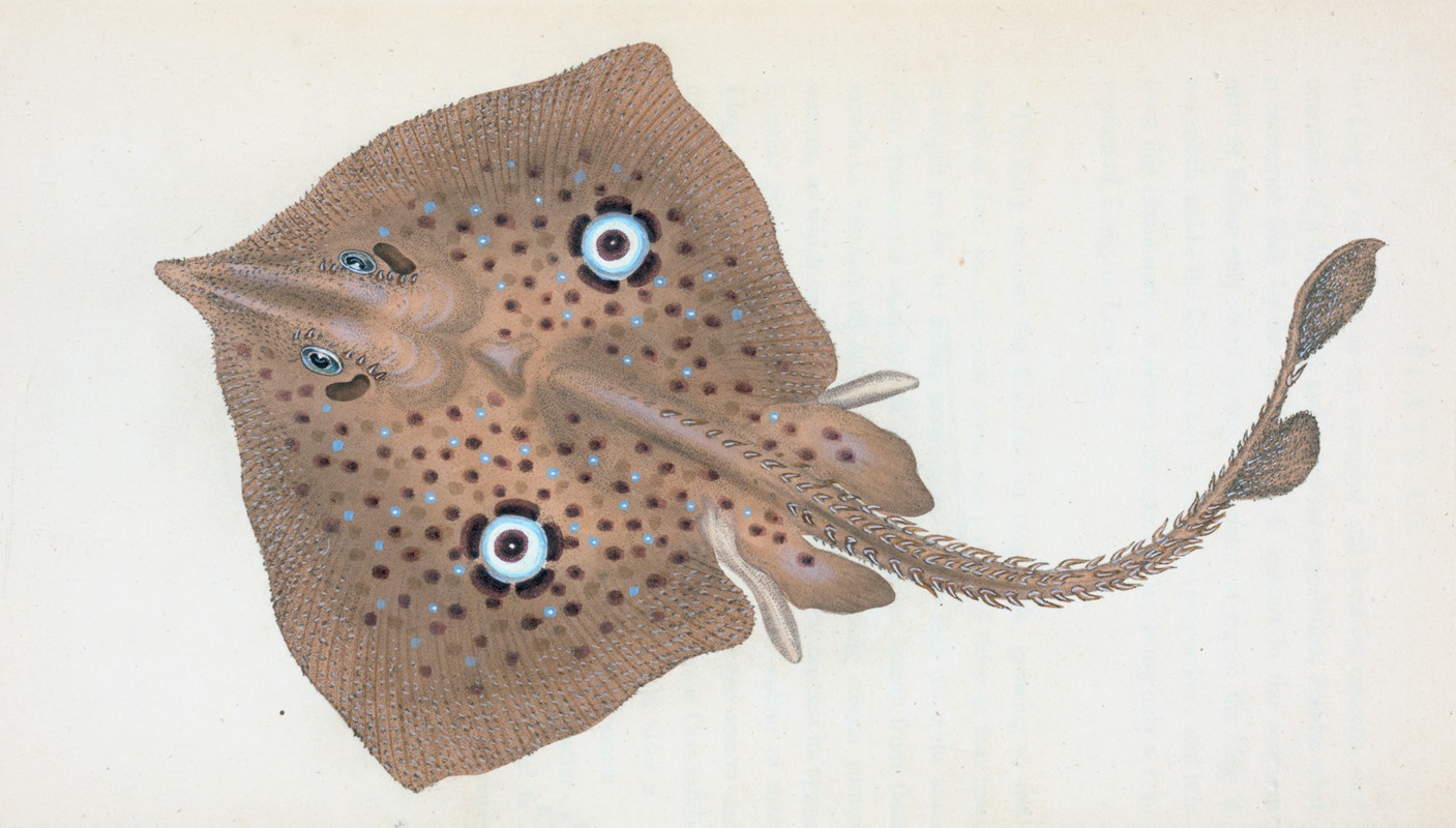 Edward Donovan - Mirror Ray, Raja Miraletus