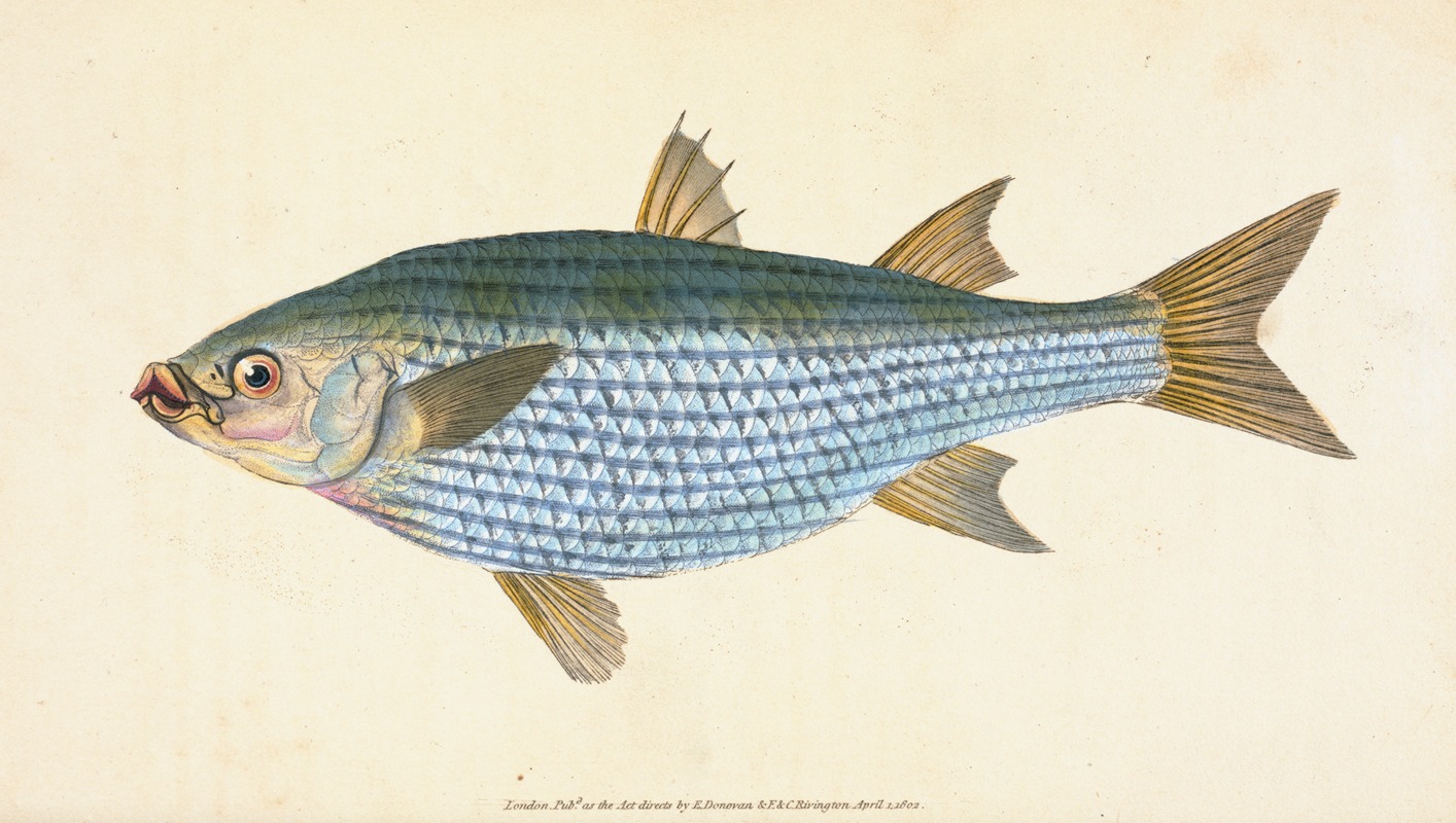Edward Donovan - Mullet, Mugil Cephalus