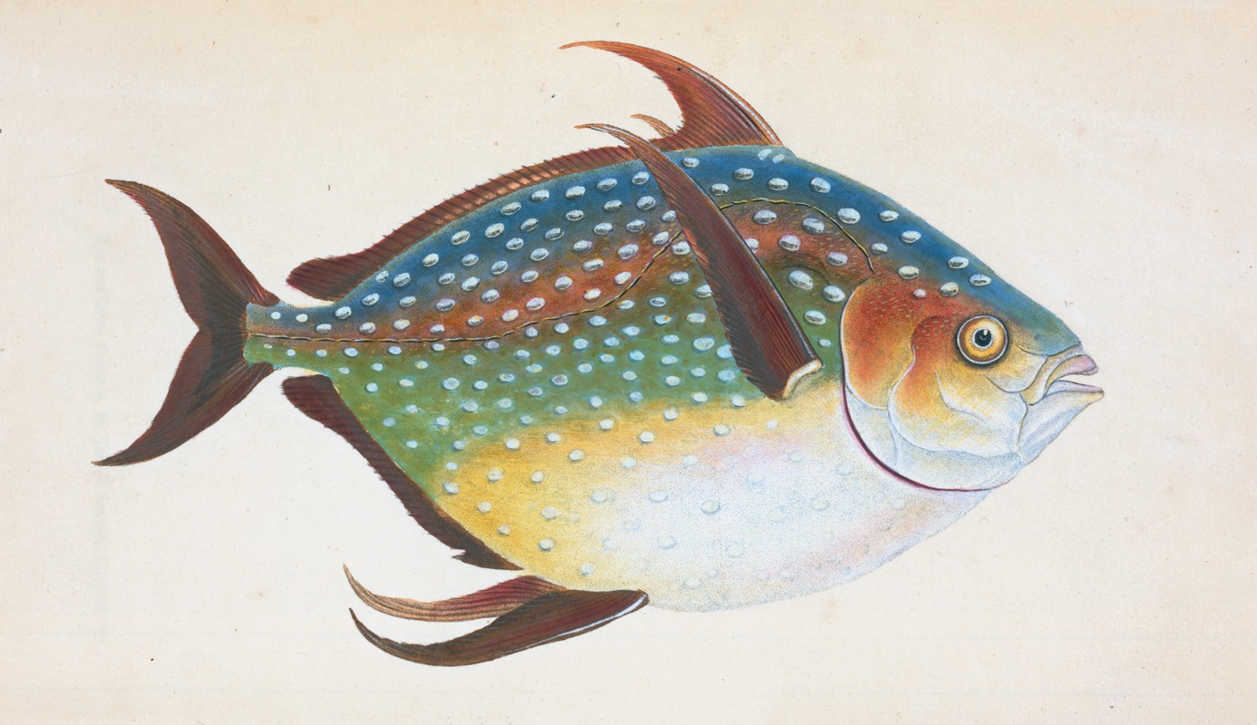 Edward Donovan - Opah, or King-fish, Zeus Luna