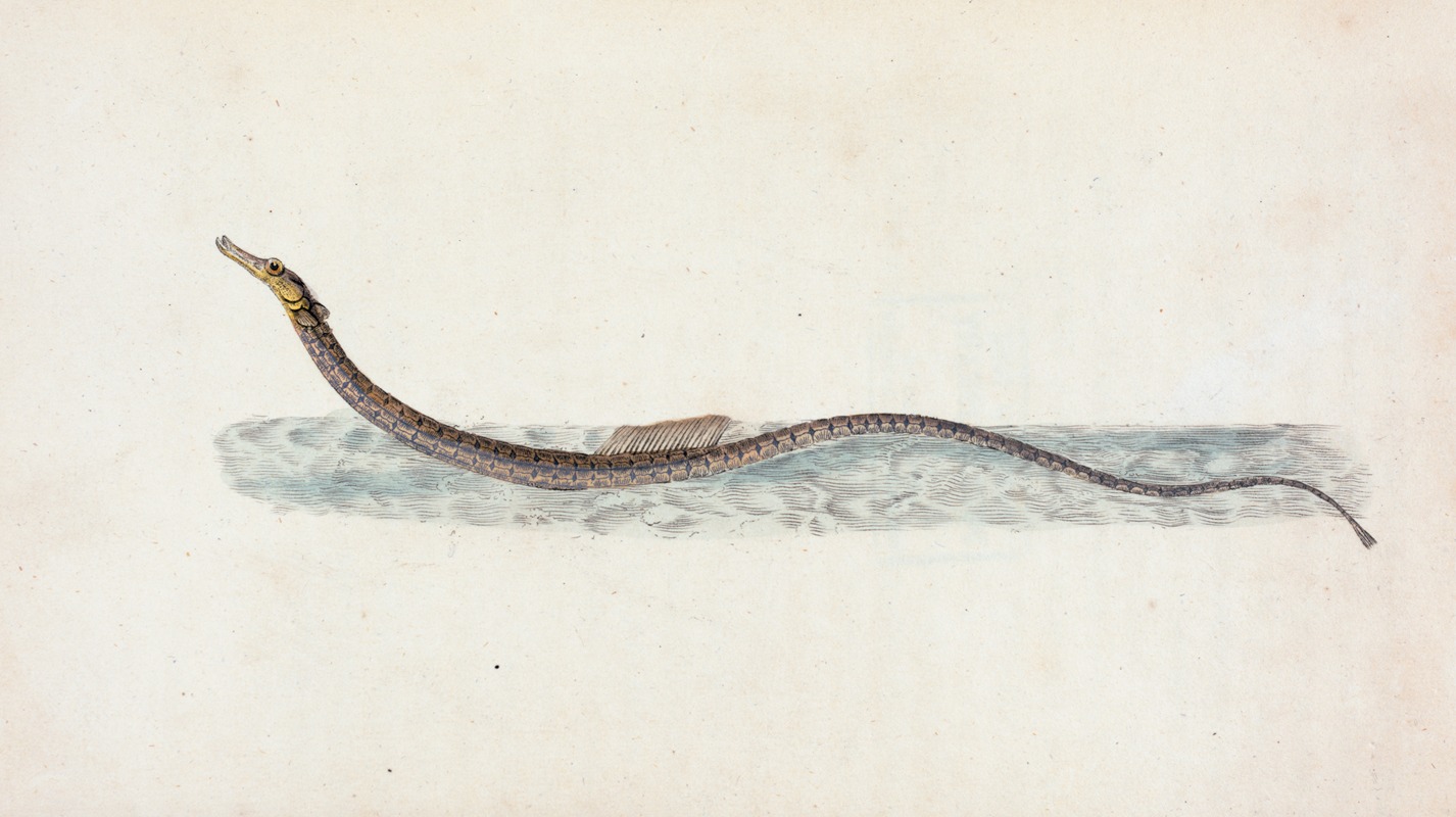 Edward Donovan - Pelagic Pipe-fish, Syngnathus Pelagicus
