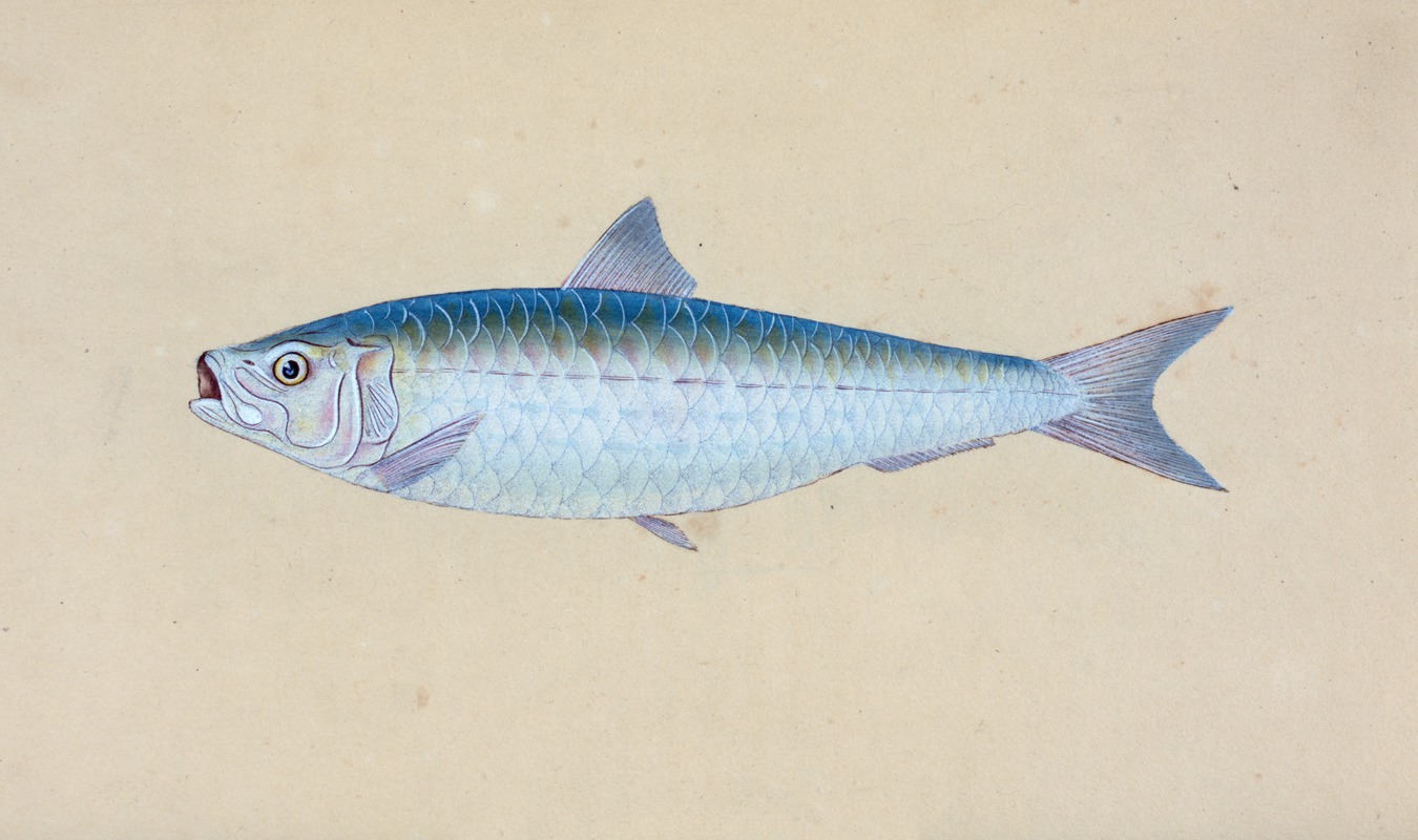 Edward Donovan - Pilchard, Clupea Pilcardus