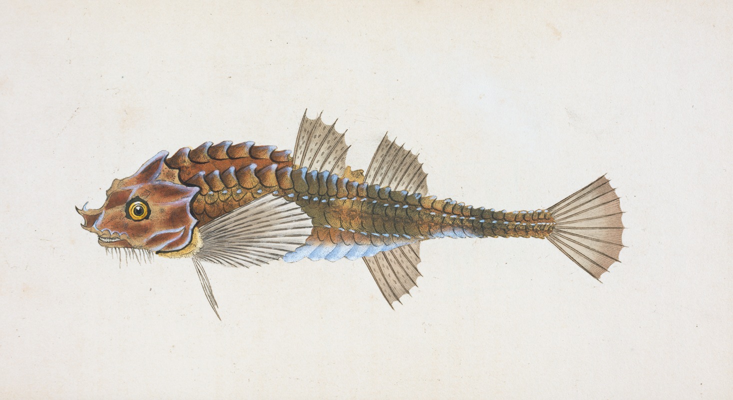 Edward Donovan - Pogge, Cottus Cataphractus