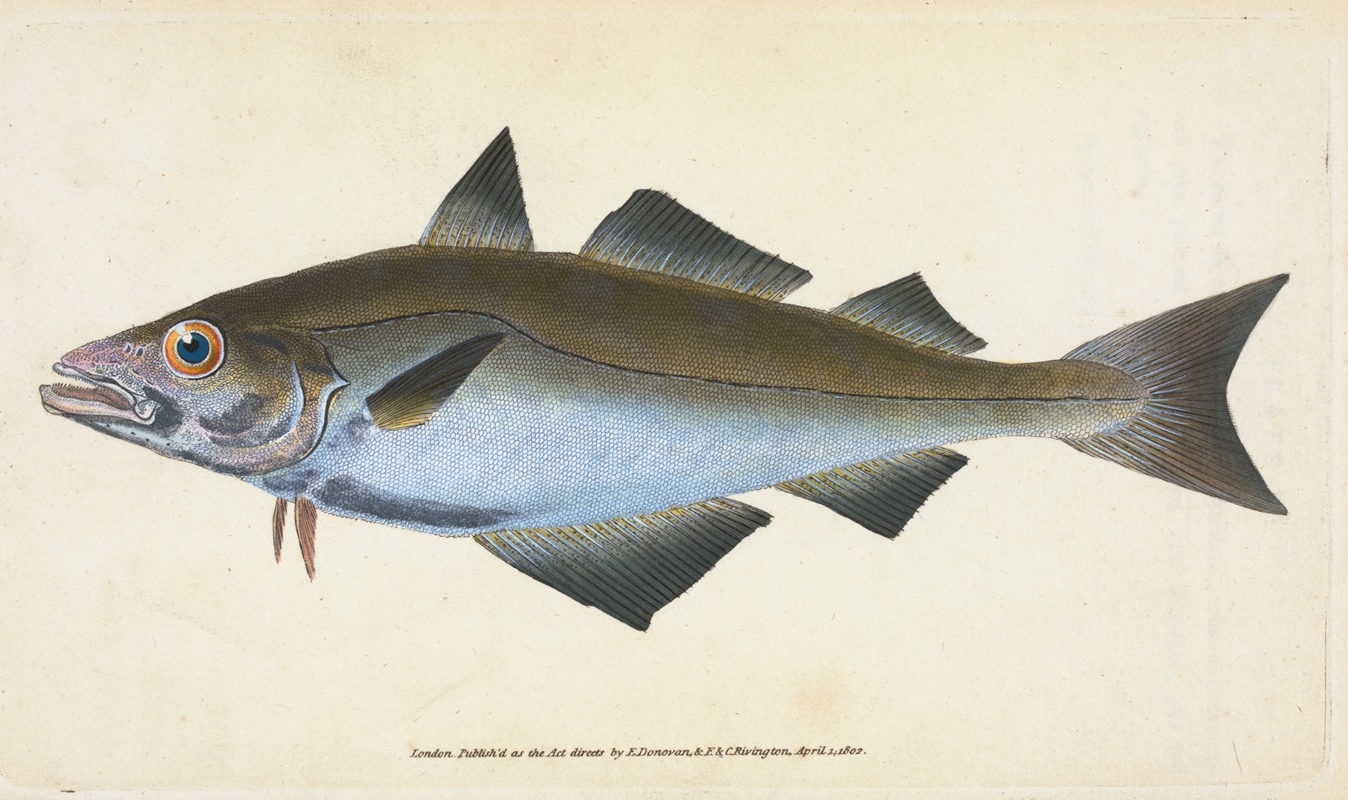 Edward Donovan - Pollack, Gadus Pollachius