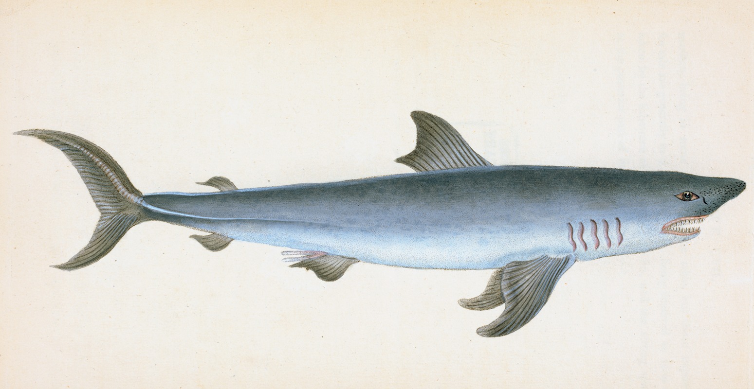 Edward Donovan - Porbeagle Shark, Squalus Cornubicus