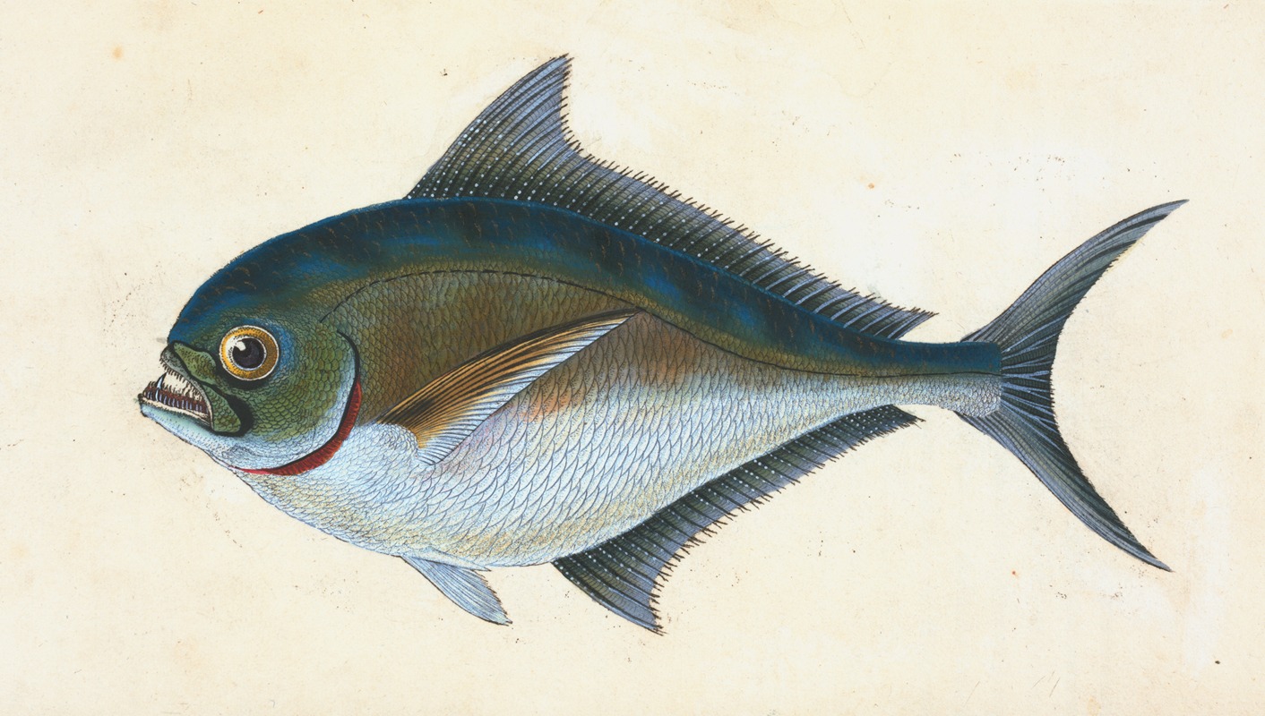 Edward Donovan - Ray’s toothed Gilt-head, Sparus Raii