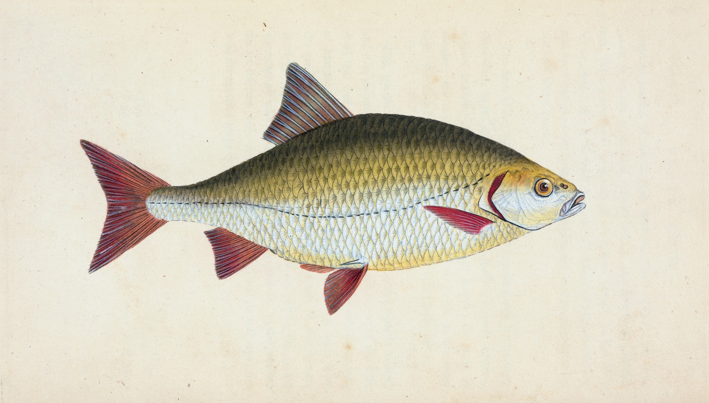 Edward Donovan - Red-eye, Cyprinus erythrophthalmus