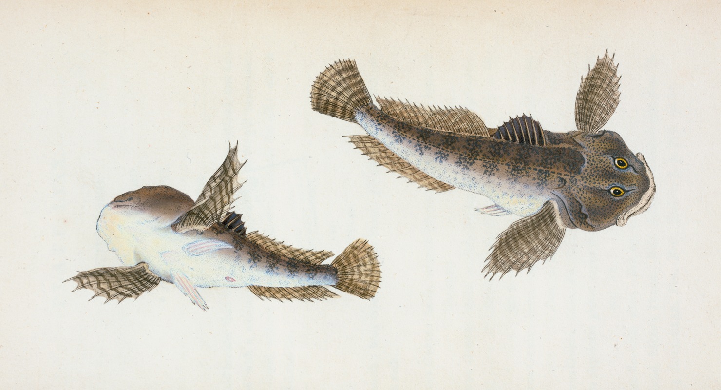 Edward Donovan - River Bull-head, Cottus Gobio