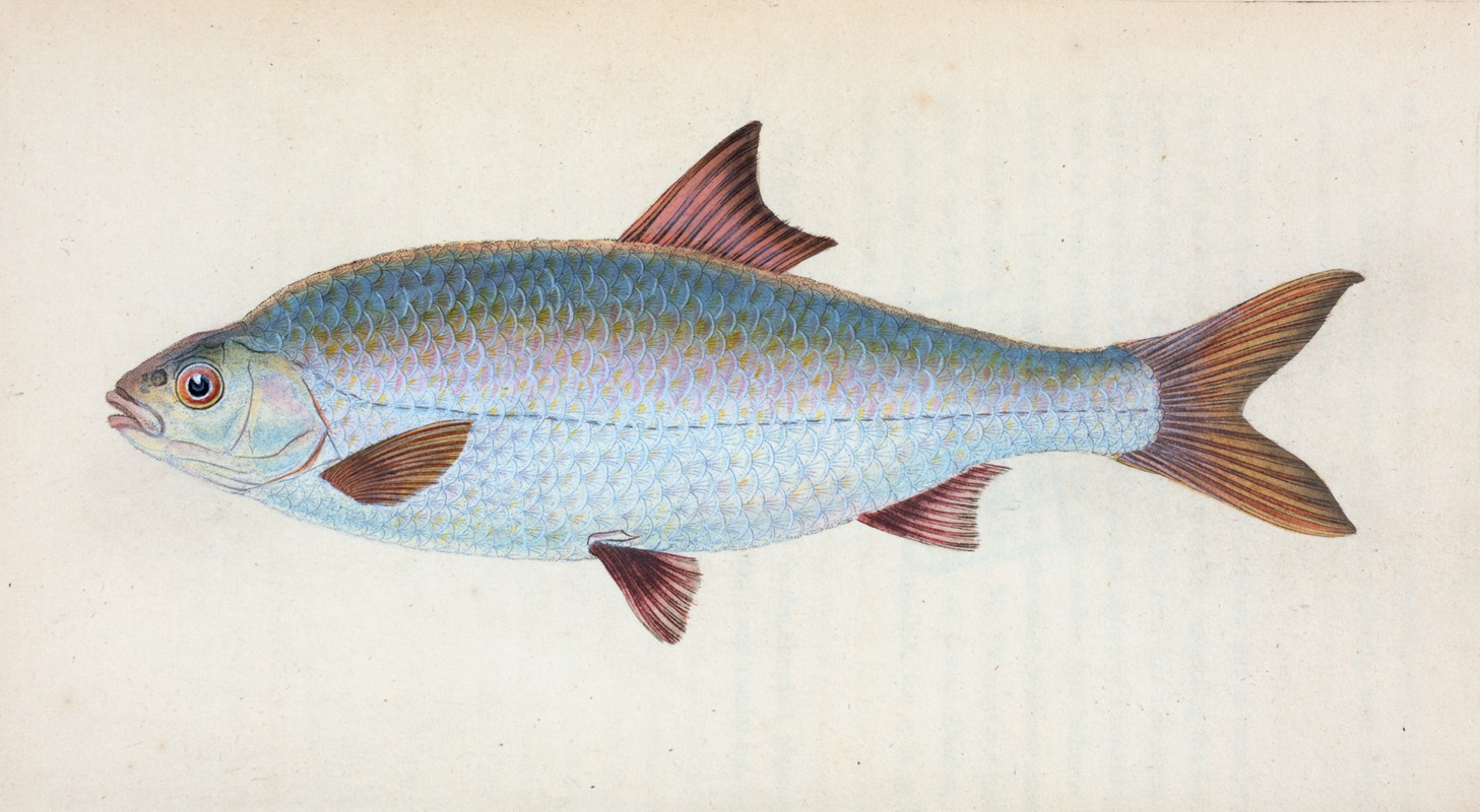 Edward Donovan - Roach, Cyprinus ritulus