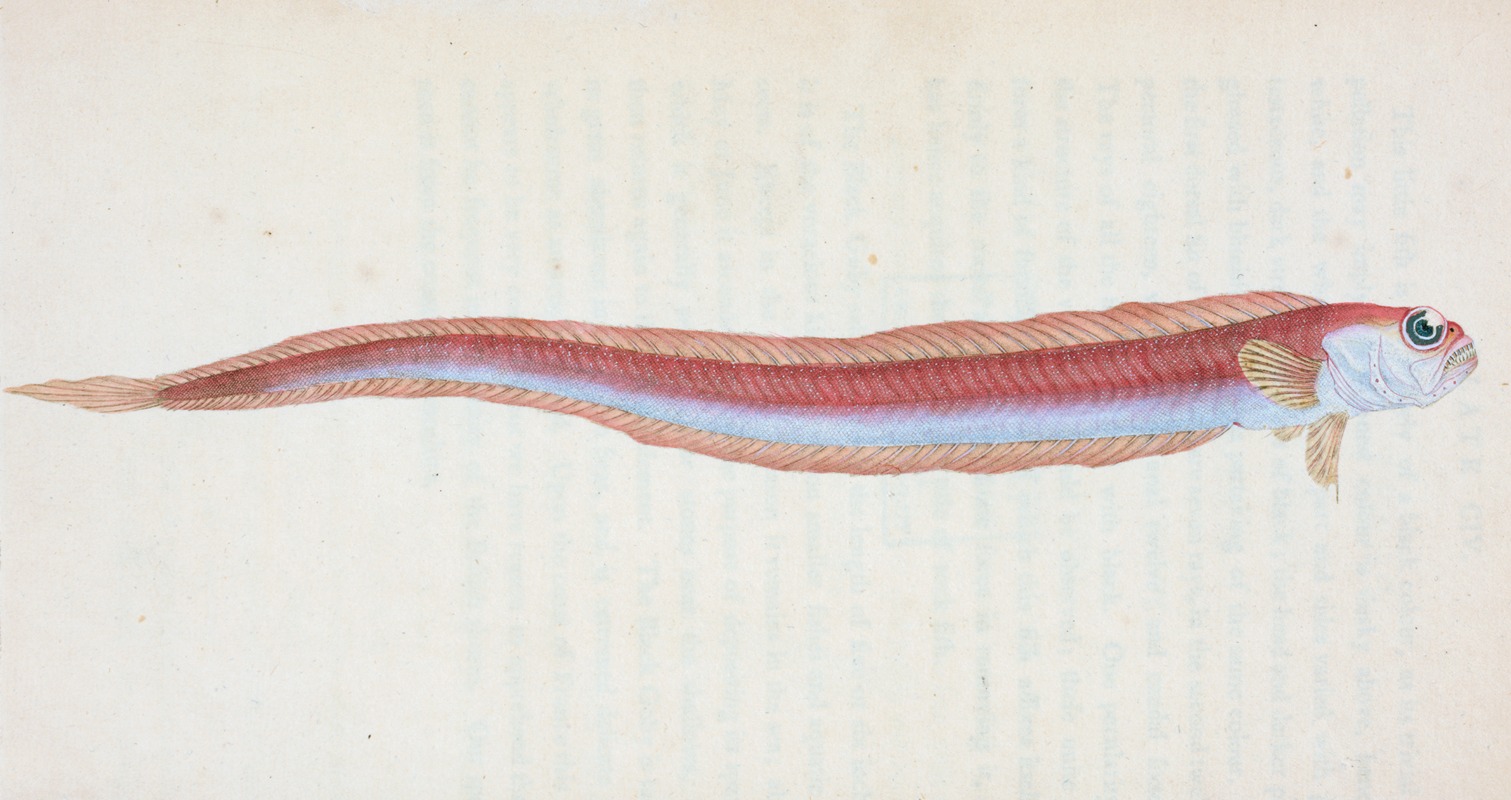 Edward Donovan - Rubescent Band-fish, Cepola Rubescens