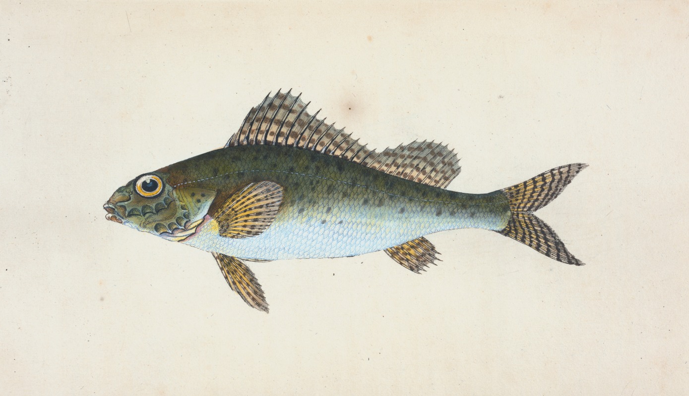 Edward Donovan - Ruffe, Perca cernua