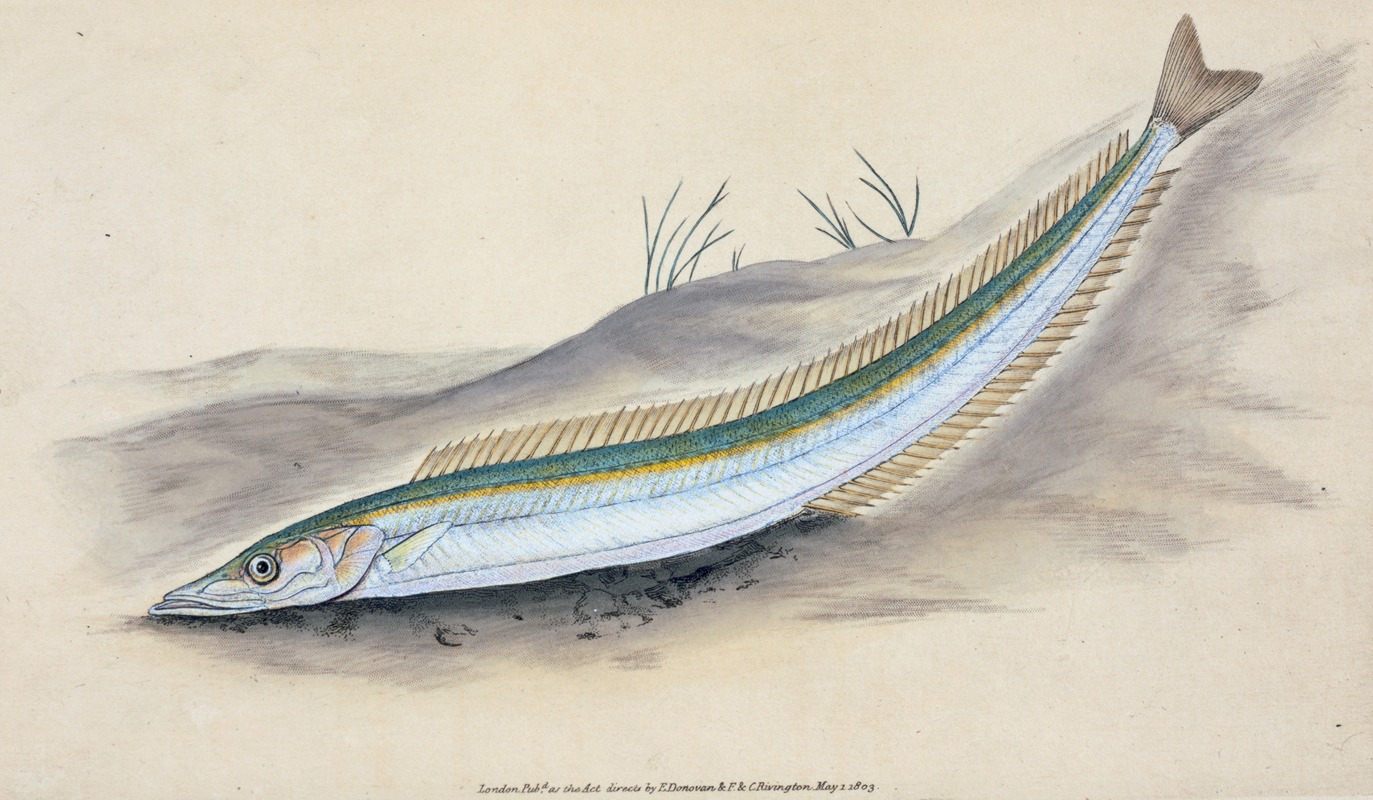 Edward Donovan - Sand Launce, Ammodytes Tobianus