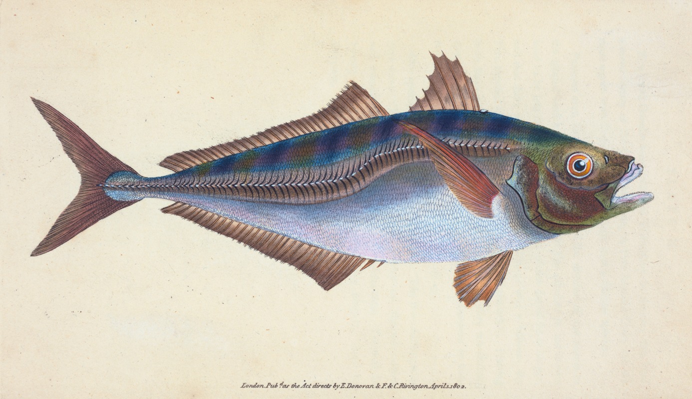Edward Donovan - Scad, Scomber Trachurus