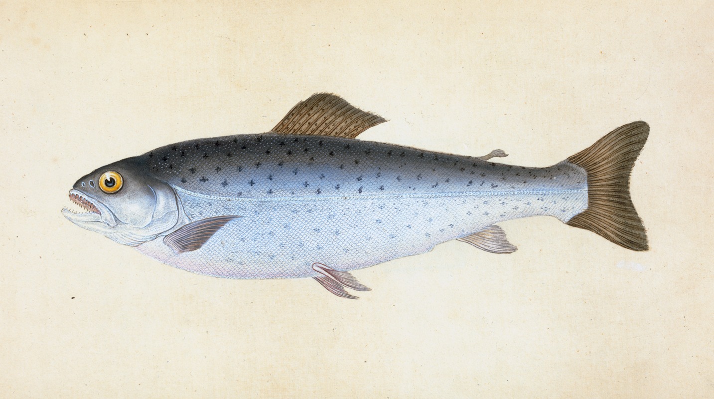 Edward Donovan - Sewen, Ssalmo Cambricus