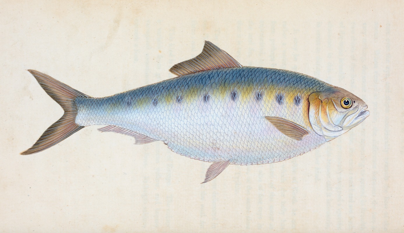Edward Donovan - Shad, Clupea alosa