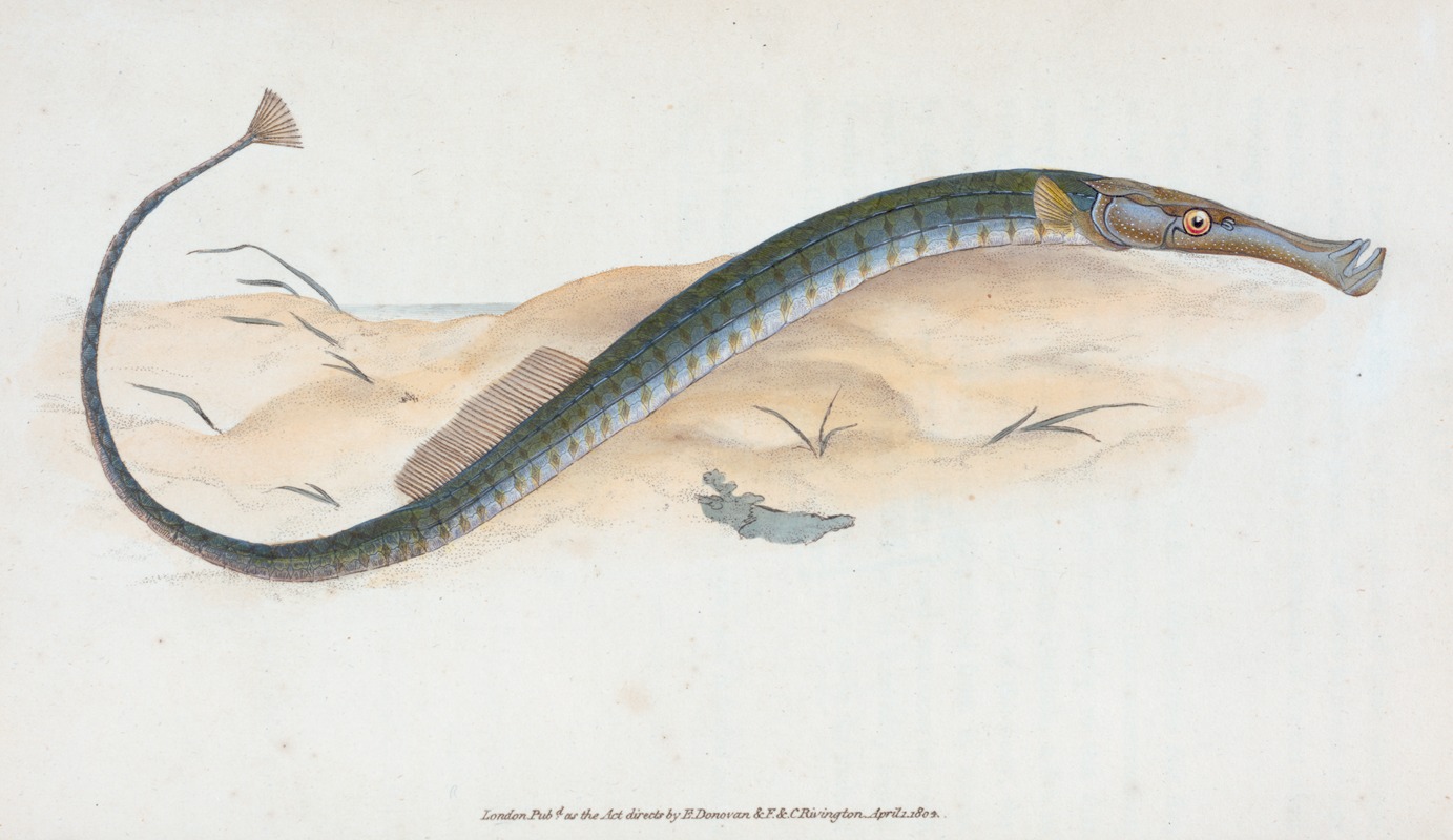 Edward Donovan - Shorter Pipe-fish, Syngnathus Typhle