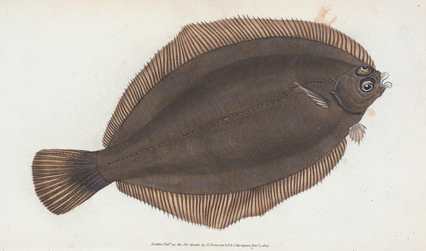 Edward Donovan - Small-headed Dab, Pleuronectes microcephalus