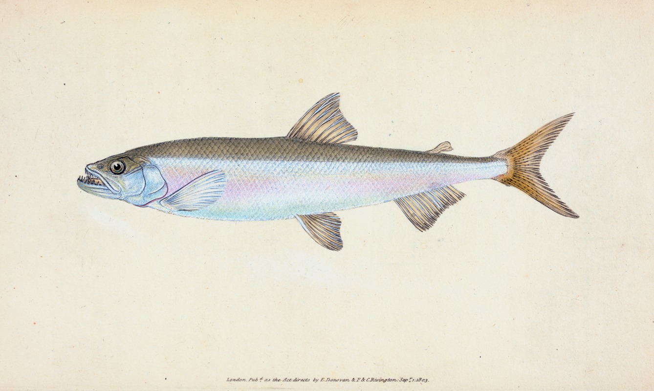 Edward Donovan - Smelt, Salmo eperlanus