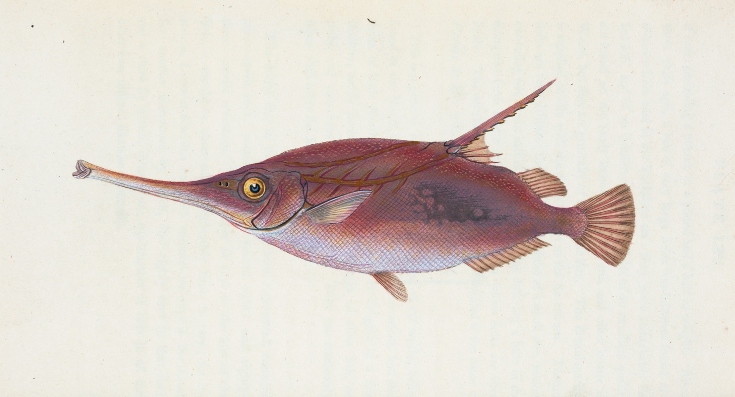 Edward Donovan - Snipe, or Trumpet-fish, Centriscus Scolopax