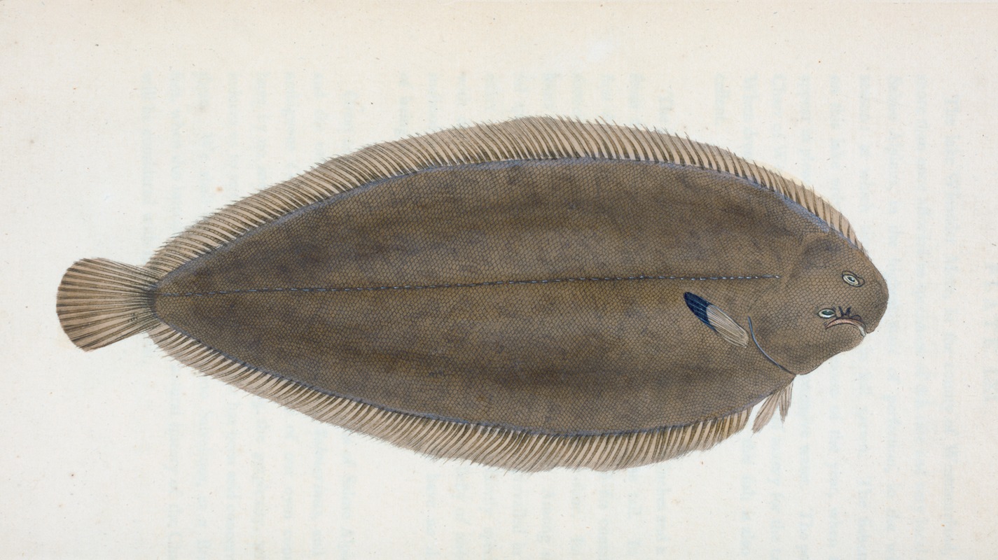 Edward Donovan - Sole, Pleuronectes Solea