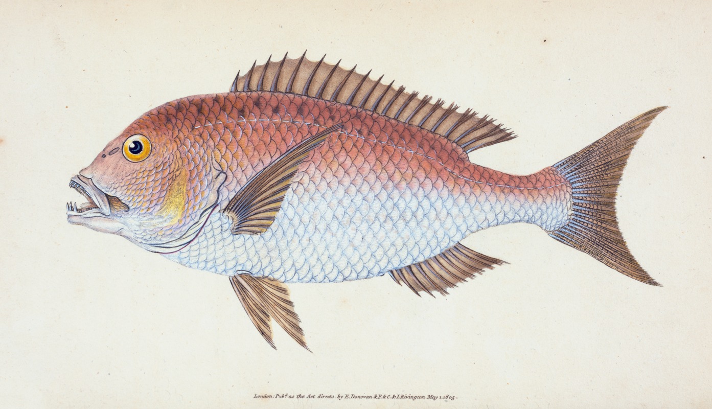 Edward Donovan - Sparus, four-toothed, Sparus Dentex